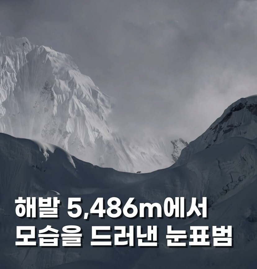 해발 5486m에서 포착된 표범_1.jpg
