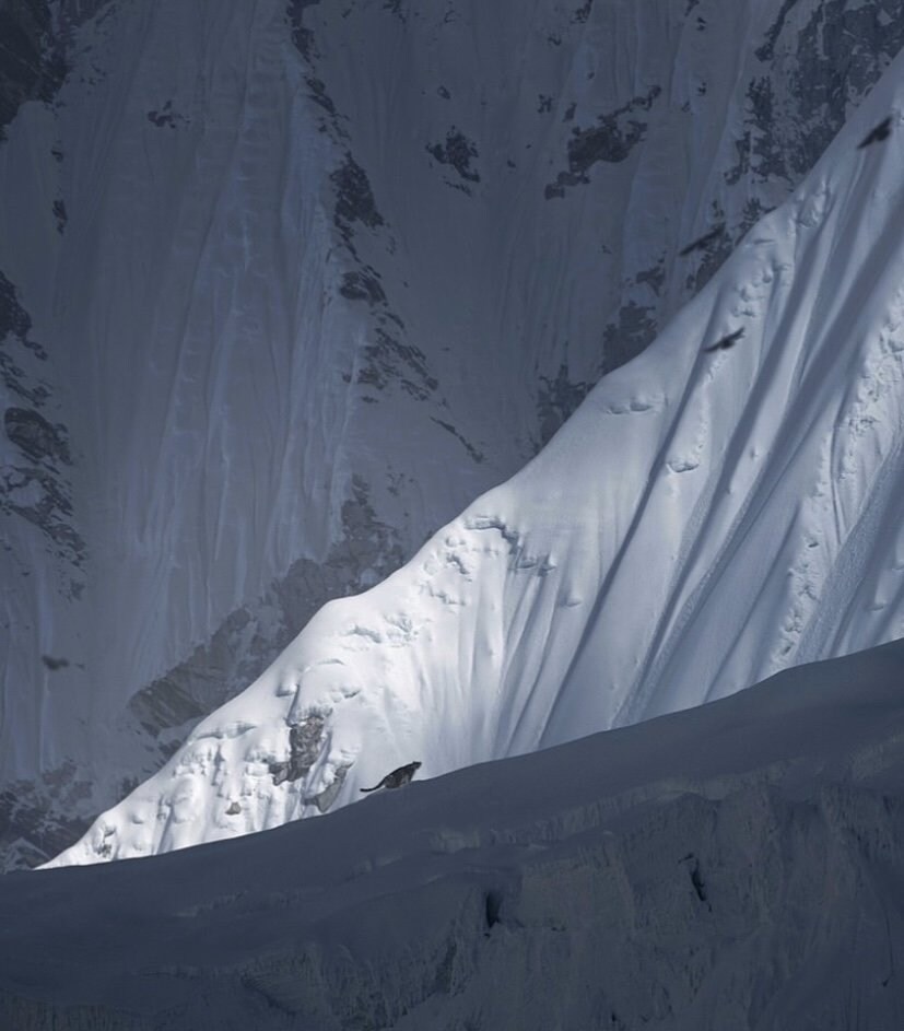 해발 5486m에서 포착된 표범_2.jpg