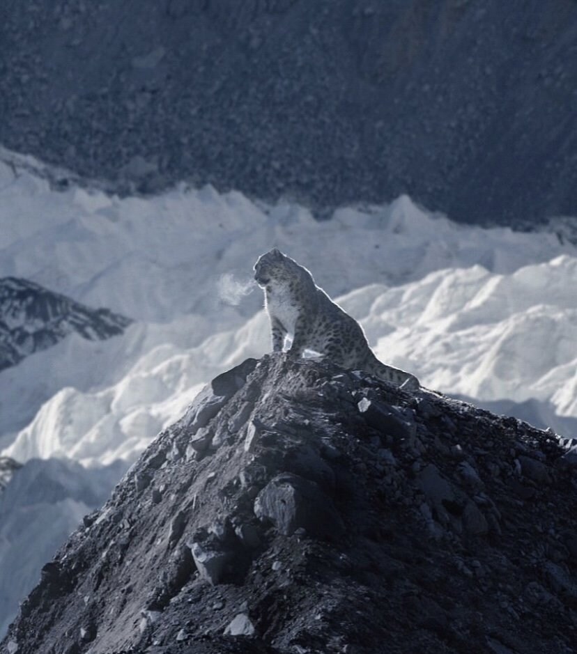 해발 5486m에서 포착된 표범_4.jpg