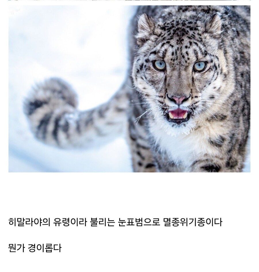 해발 5486m에서 포착된 표범_5.jpg