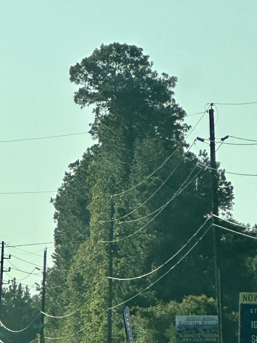 좌뇌가 발달했으면 독수리 우뇌가 발달했으면 거북이로 보인다는 나무_1.jpg