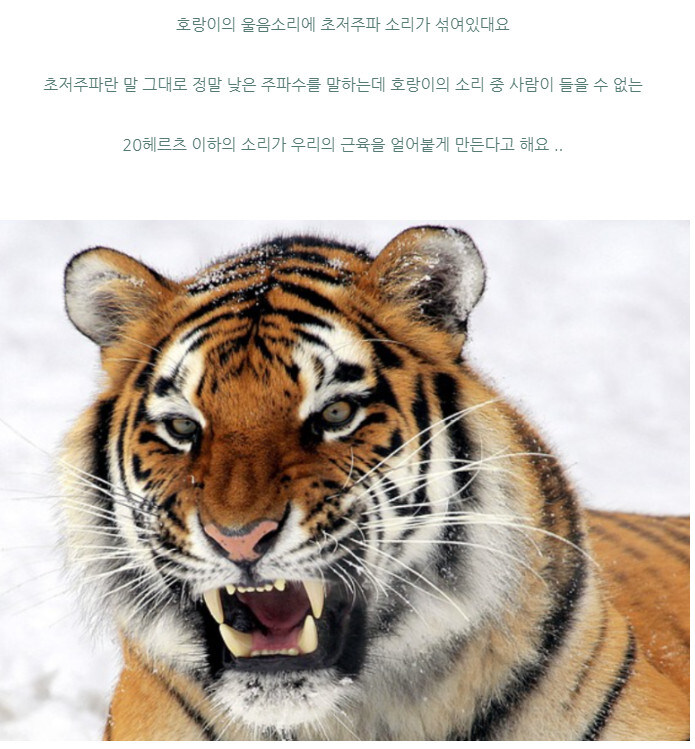 호랑이가 나타나면 움츠려드는 이유_3.jpg