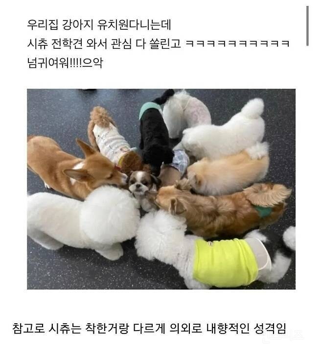 강아지 유치원에 새로 전학온 시츄.JPG_1.jpg