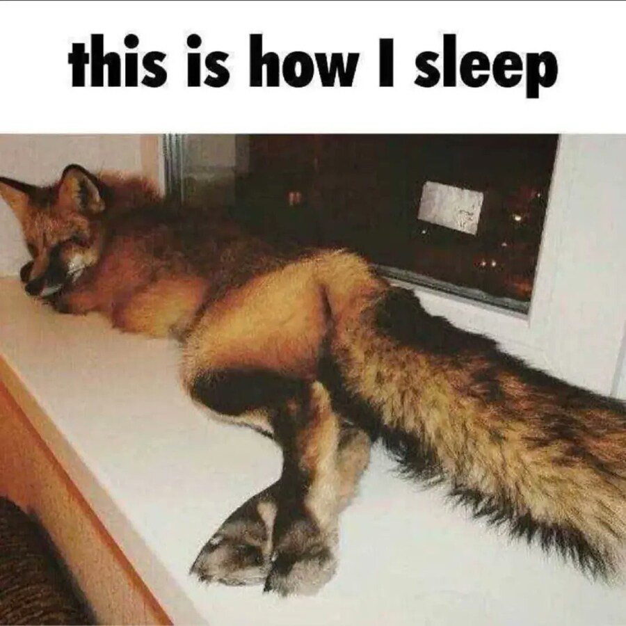 잠자는 섹시여우_1.jpg