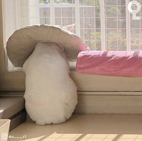 고독한 새송이 버섯.jpg_1.jpg