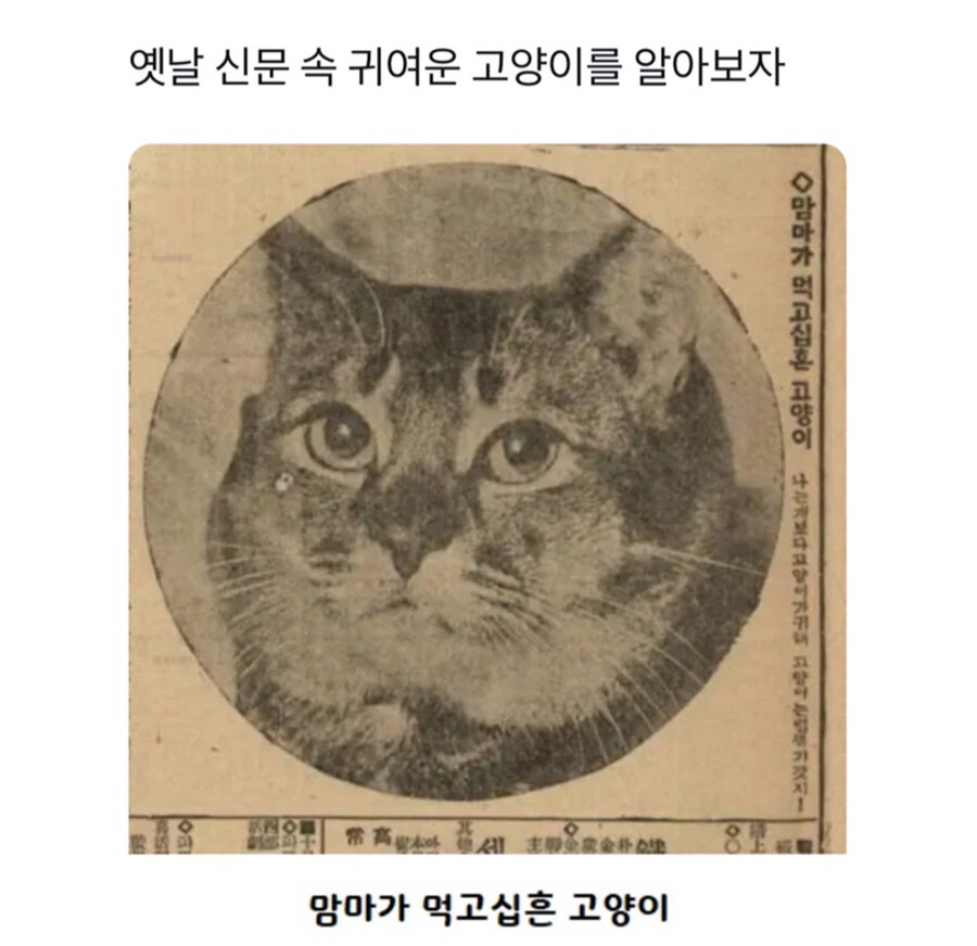 조상님들의 고양이 사랑_1.jpg