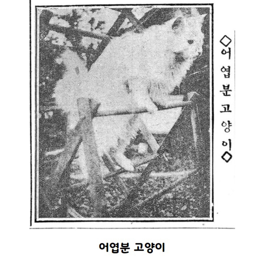 조상님들의 고양이 사랑_5.jpg