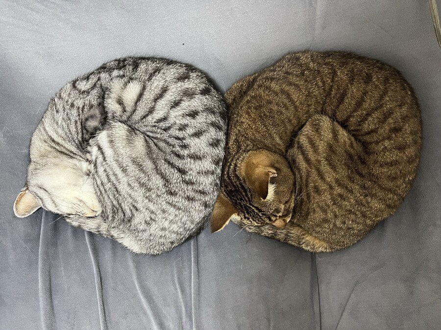 돌돌 말린 새우 2마리.jpg_1.jpg