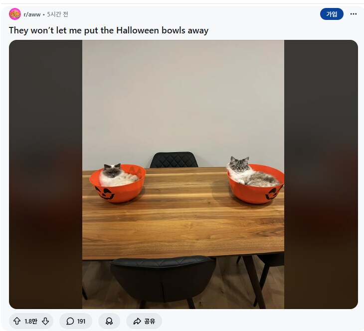 우리집 고양이들이 할로윈 보울을 못치우게 한다.JPG_1.png