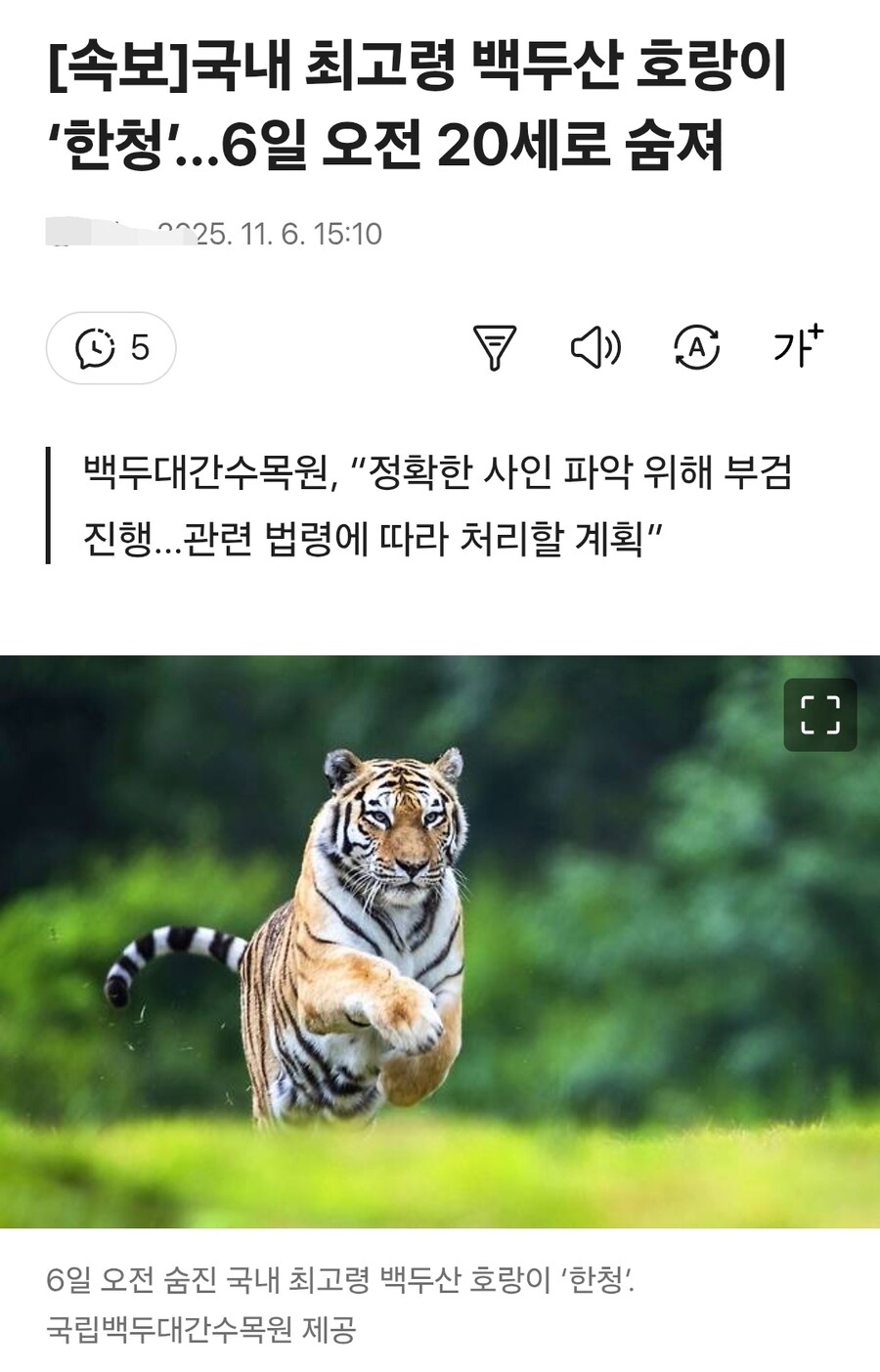 최고령 백두산호랑이 숨져_1.jpg