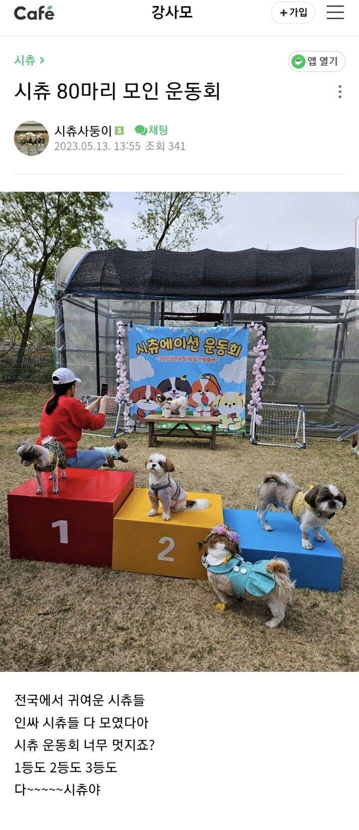 시츄 80마리가 모인 운동회_2.jpg