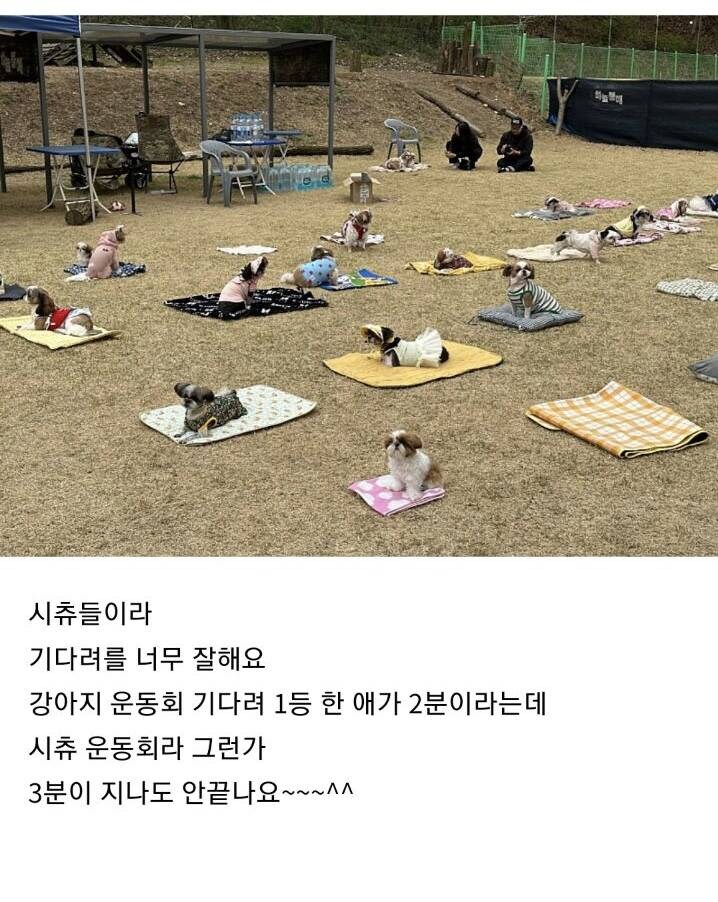 시츄 80마리가 모인 운동회_3.jpg