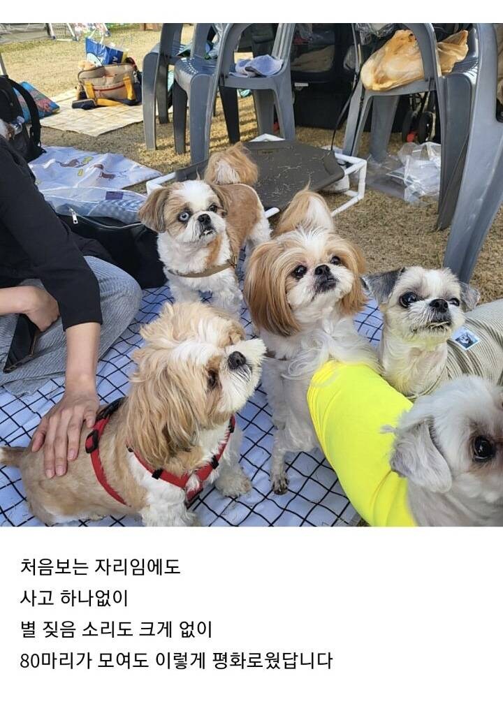 시츄 80마리가 모인 운동회_4.jpg