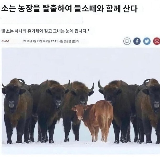 자연으로 돌아간 암소_1.jpg
