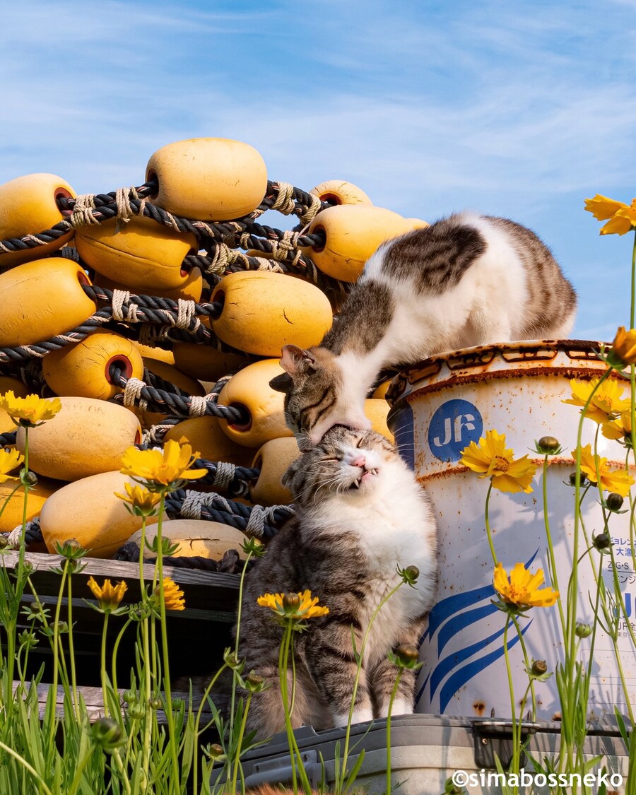 생동감 넘치는 고양이 사진.jpg_1.jpg