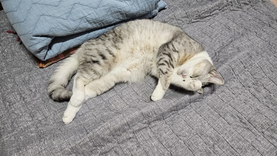 만들어서 때운 어금니가 빠짐 ㅋㅋㅋ_1.jpg