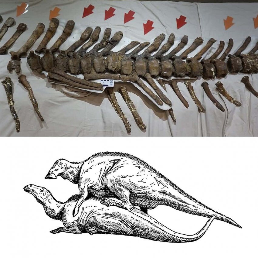 화석으로 알아보는 공룡의 교미_4.jpg