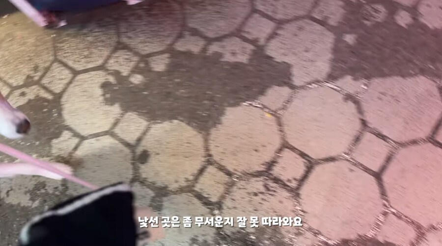 중대형 견주들이 산책하다 늘 겪는 수치 플레이_1.png