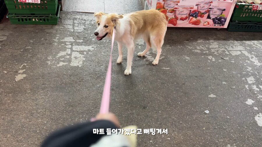 중대형 견주들이 산책하다 늘 겪는 수치 플레이_2.png