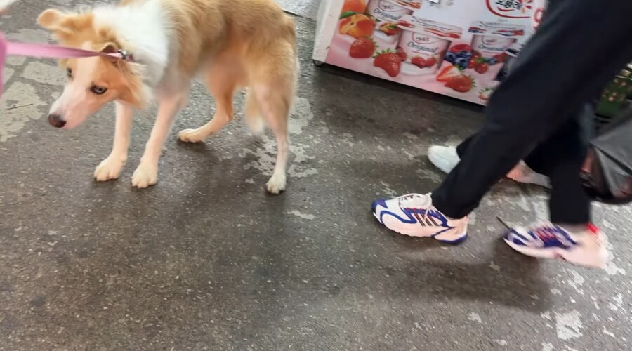 중대형 견주들이 산책하다 늘 겪는 수치 플레이_3.png