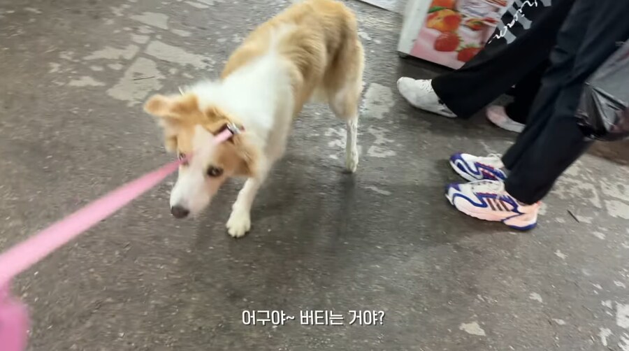 중대형 견주들이 산책하다 늘 겪는 수치 플레이_4.png