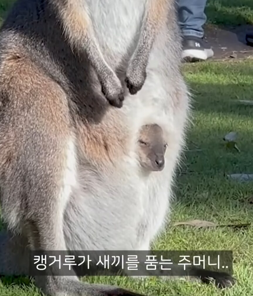 (캥거루) 한국인 93.7%가 몰랐던 캥거루의 비밀.JPG_1.png