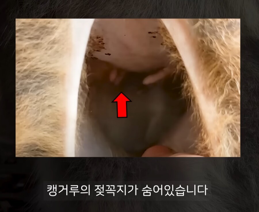(캥거루) 한국인 93.7%가 몰랐던 캥거루의 비밀.JPG_3.png