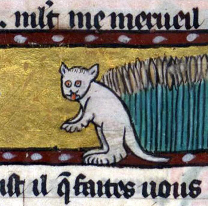 귀여운 고양이_13.jpg