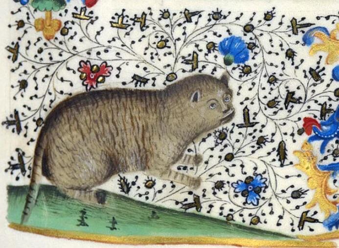 귀여운 고양이_19.jpg