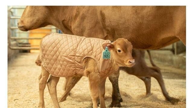 똥만 덜 싸고 덩치만 조금 작았으면_1.jpg