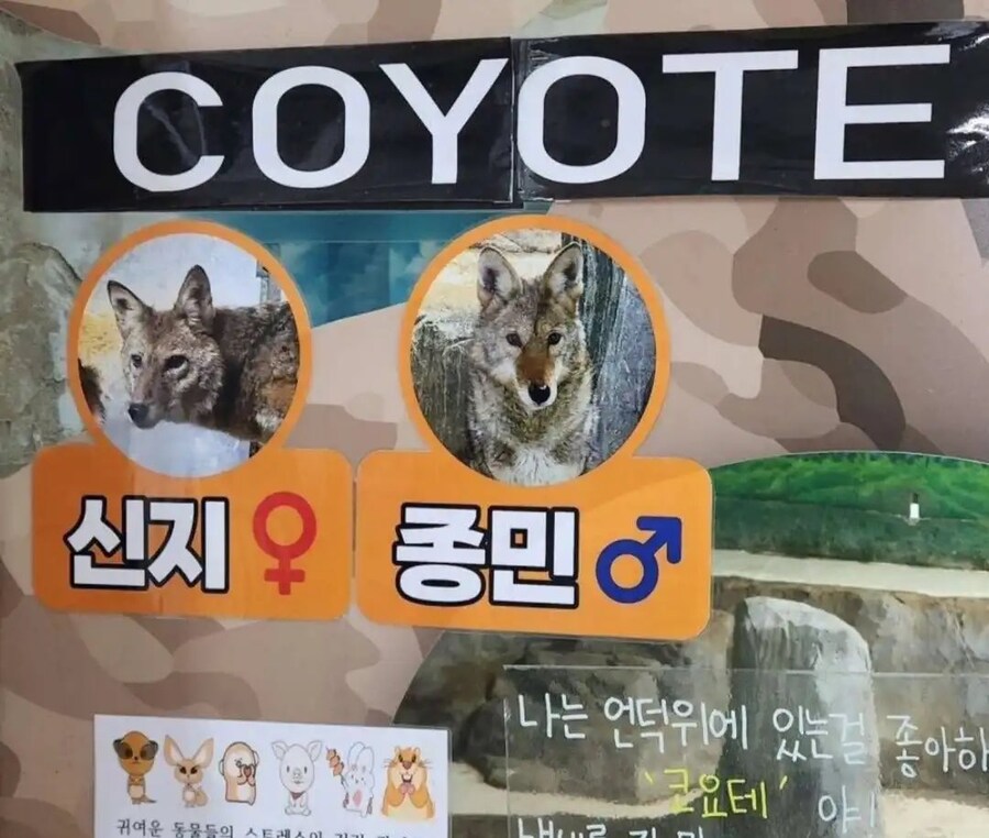 어느 동물원의 코요테 이름.JPG_1.jpg