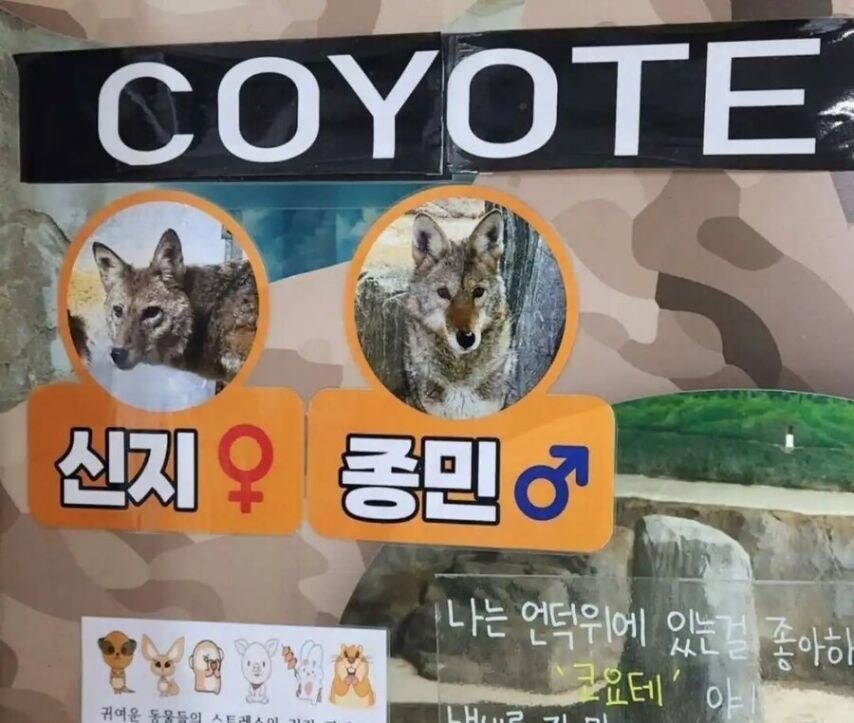 어느 동물원의 코요테 이름.jpg_1.jpg