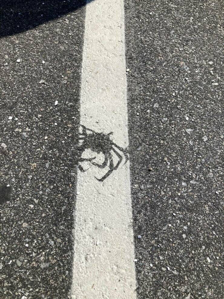 도로 차선 새로 긋던 중 게 한마리가 짜부된 흔적.jpg_1.jpg