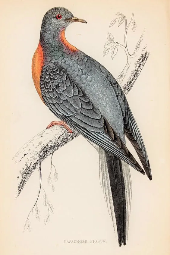 맛있어서 멸종한 동물_1.webp