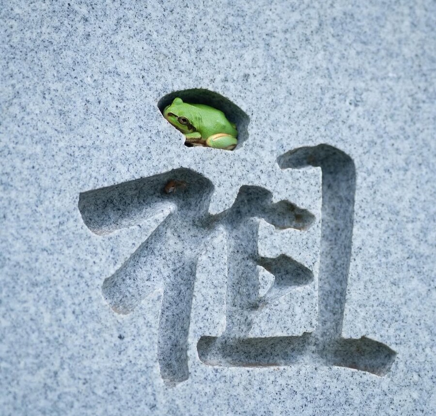 자기 구멍을 찾은 개구리_1.png