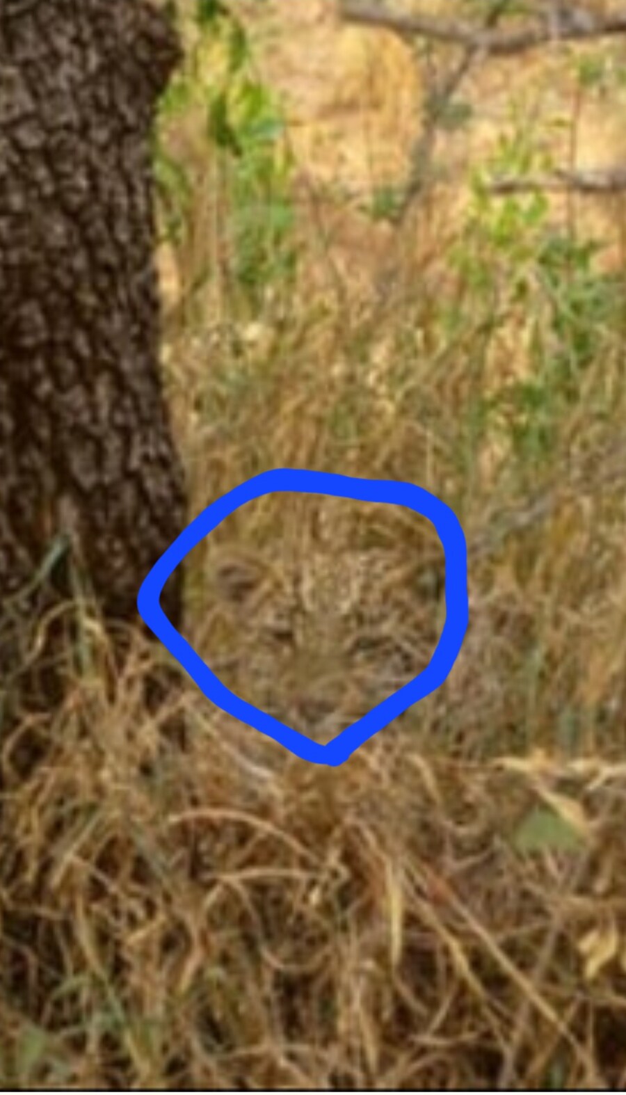 초식동물이 받는 스트레스를 알아보자!!_2.jpg