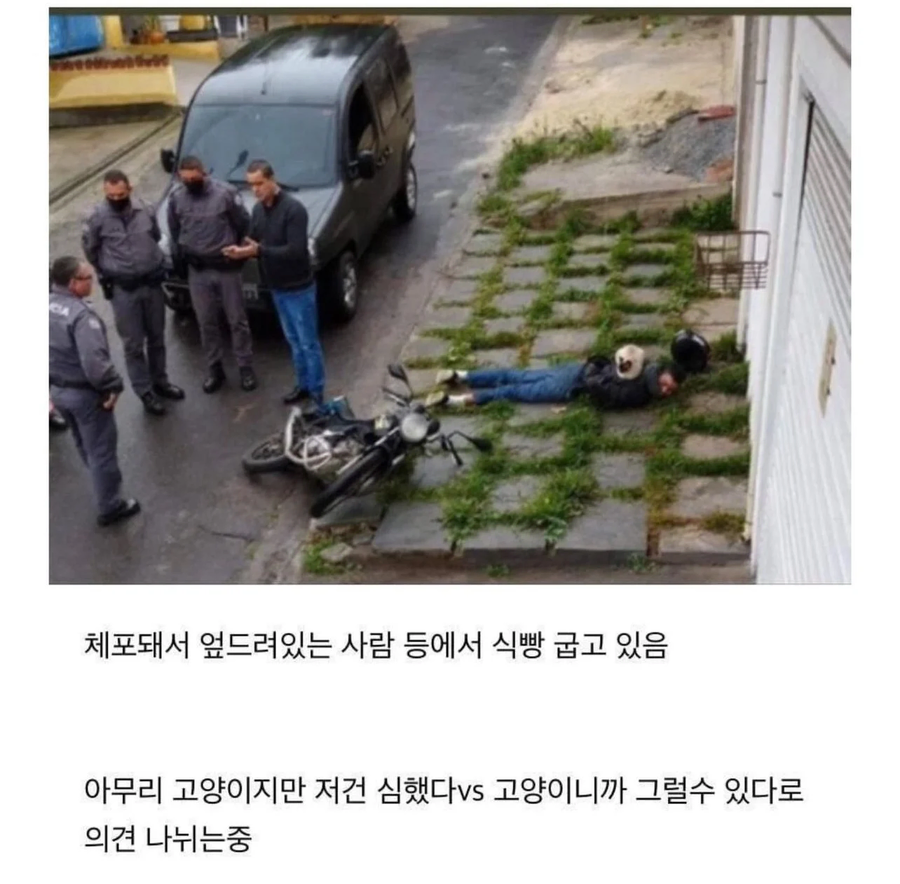 고양이 특_1.webp