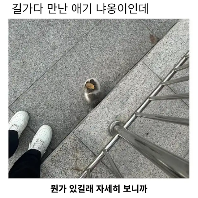 길에서 만난 애기 야옹이_1.webp
