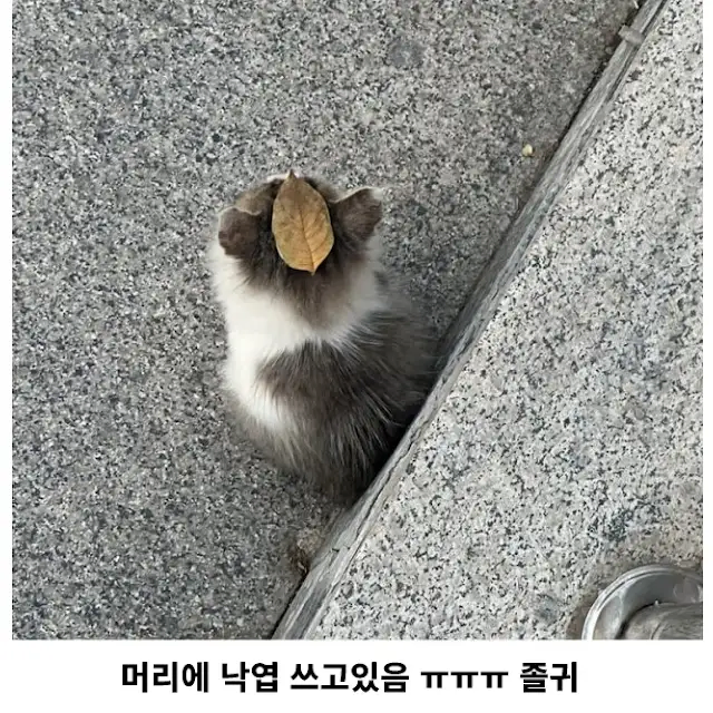 길에서 만난 애기 야옹이_2.webp