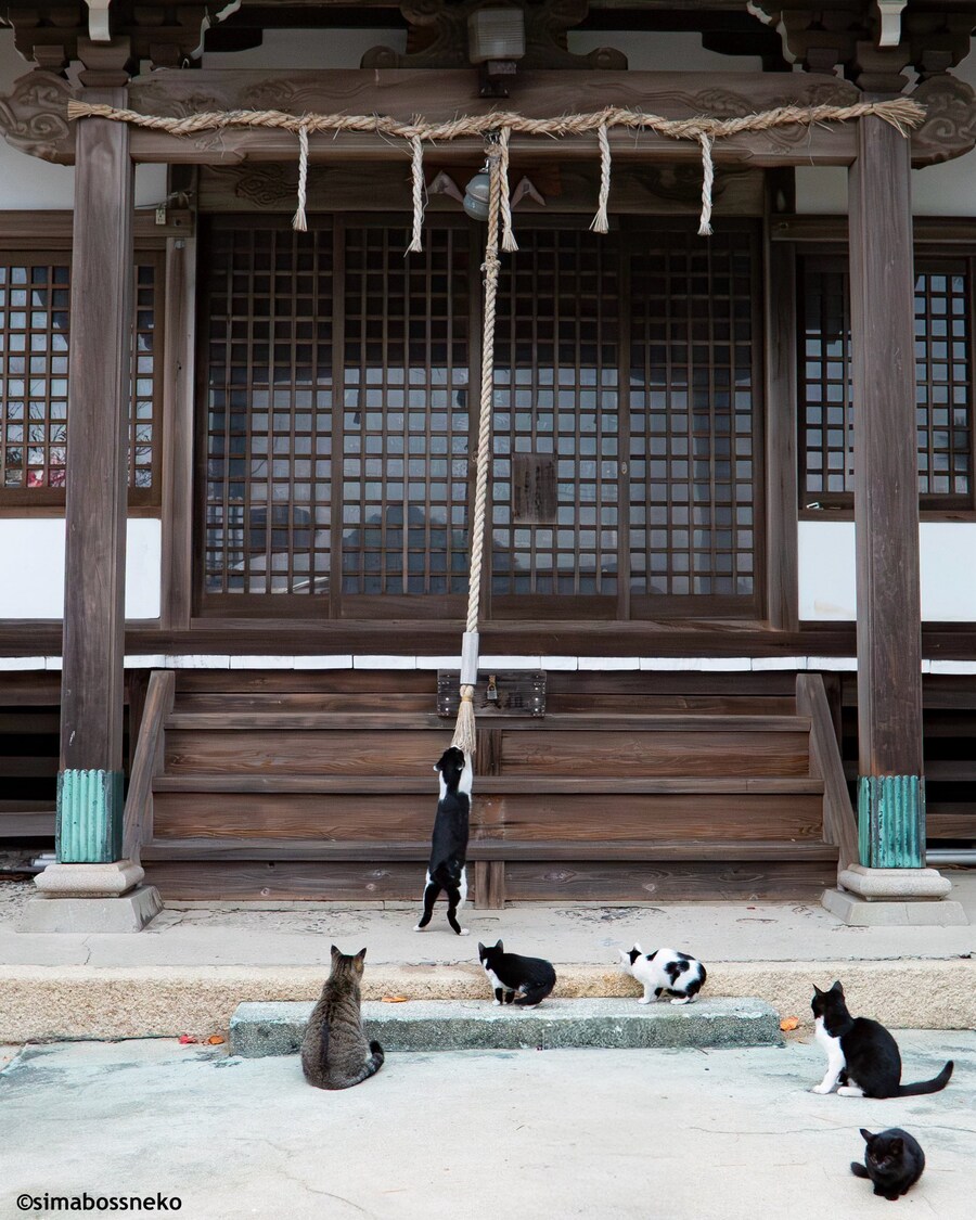 신사를 찾아온 참배객.jpg_1.jpg