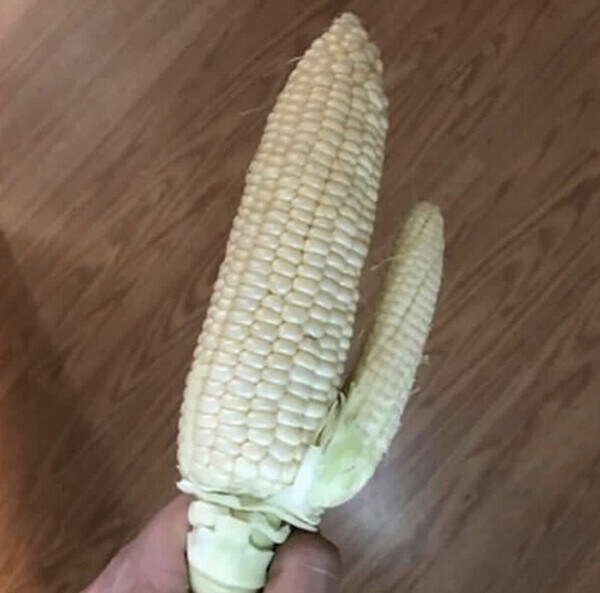 자연산 짓테_1.jpg