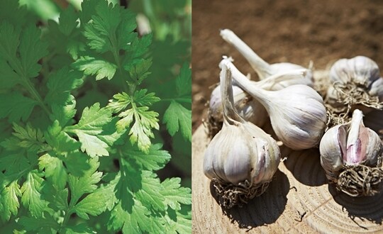 ??? : 일본의 곰 관련 대책은 보고있으면 갑갑하다_2.jpg