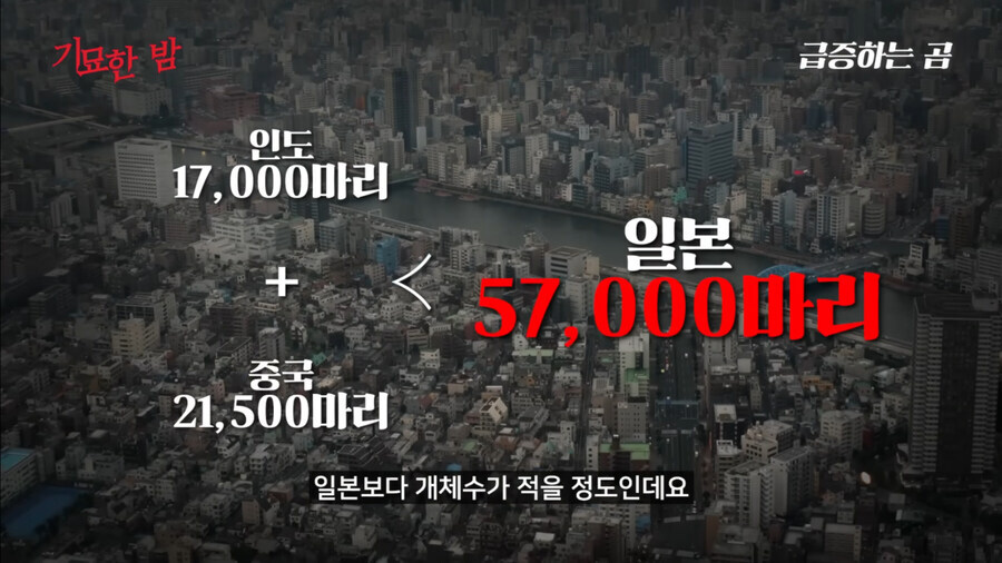 ??? : 일본의 곰 관련 대책은 보고있으면 갑갑하다_1.jpg