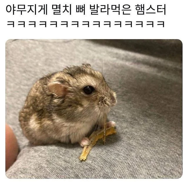 야무지게 멸치 뼈 발라먹은 햄스터_1.webp