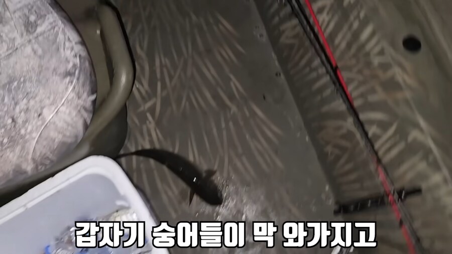 유튜브) 미국에서 폭행 당하고 코피흘리는 유튜버(피 약혐)_3.png