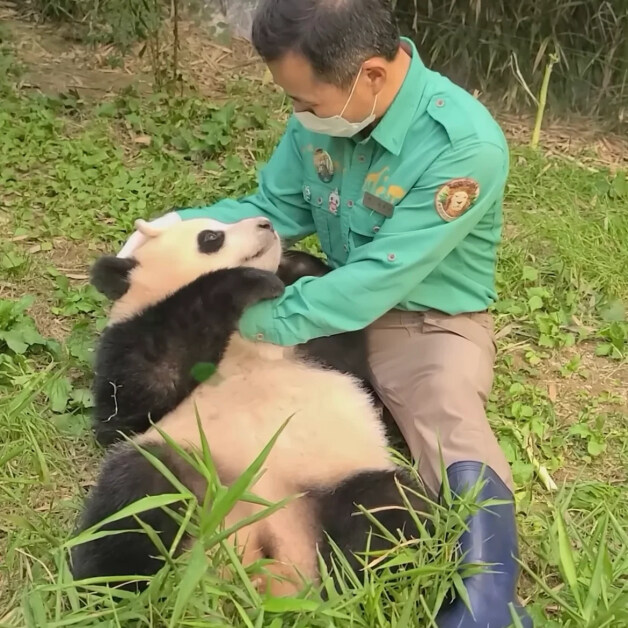 어린시절 푸바오와 할부지_1.jpg