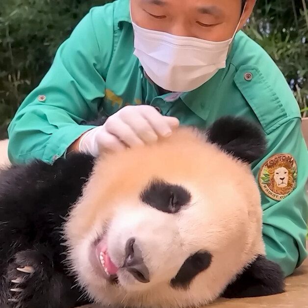 어린시절 푸바오와 할부지_4.jpg