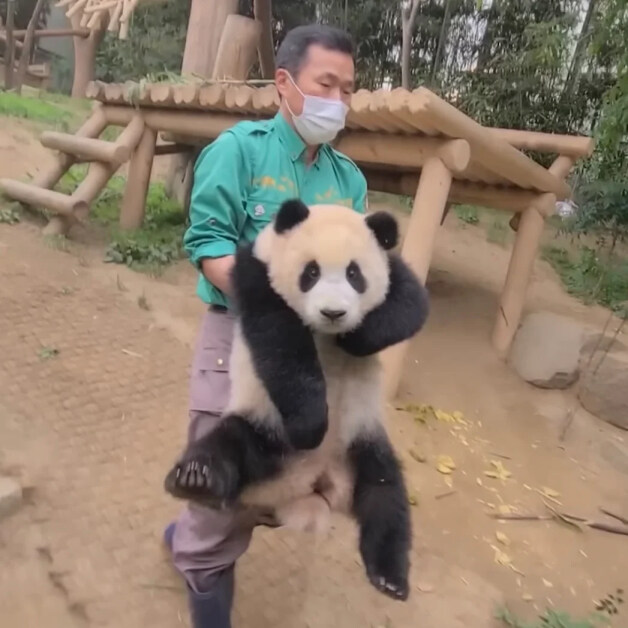 어린시절 푸바오와 할부지_7.jpg