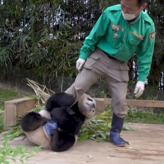 어린시절 푸바오와 할부지_8.jpg