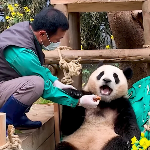 어린시절 푸바오와 할부지_9.jpg